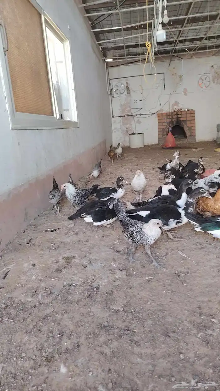 دجاح بلدي - دجاج فيومي 8