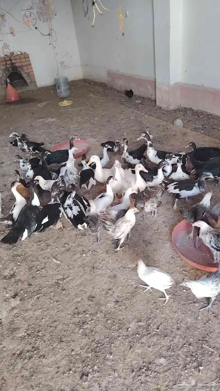 دجاح بلدي - دجاج فيومي 6