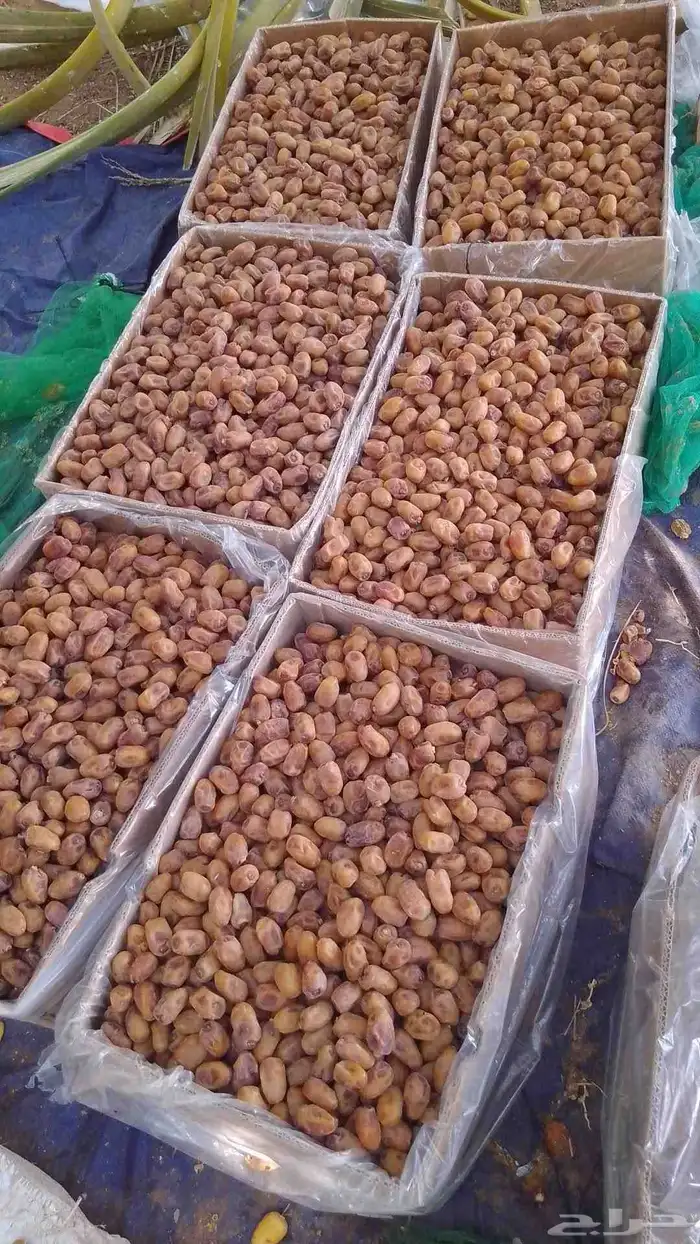 سلام عليكم اليوم عندنا اتمر حبه طيبة 2