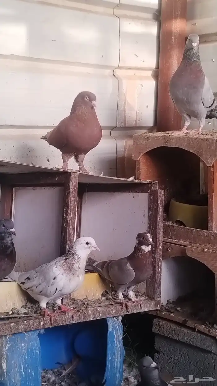 حمام فاخر مشكل 7