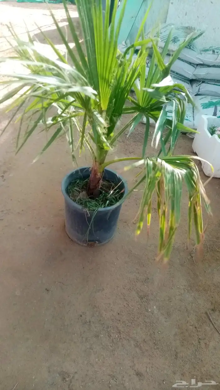 جميع انواع النخيل 2