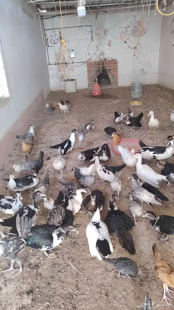 دجاح بلدي - دجاج فيومي 2