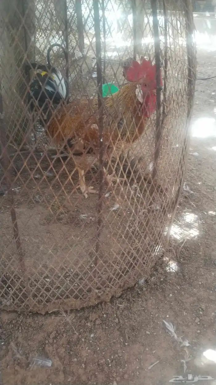 ديوك بيور تركي 1