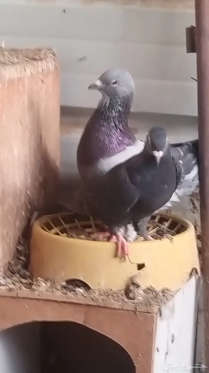 حمام فاخر مشكل 6