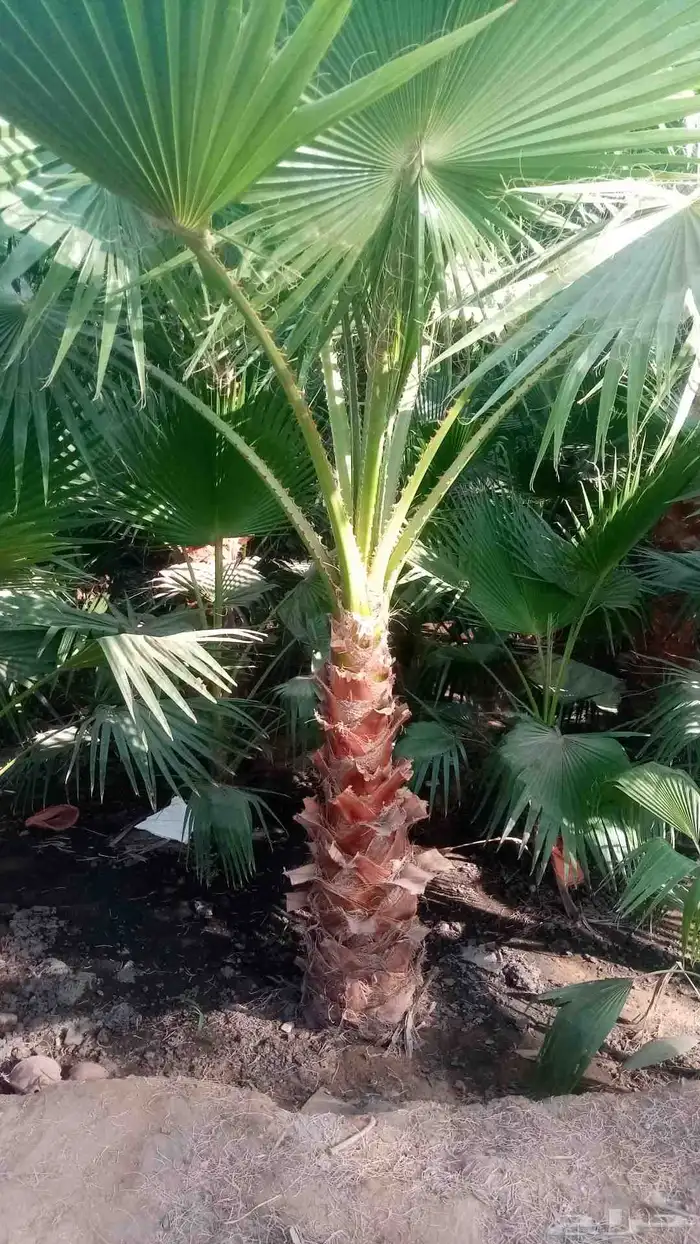 جميع انواع النخيل 1