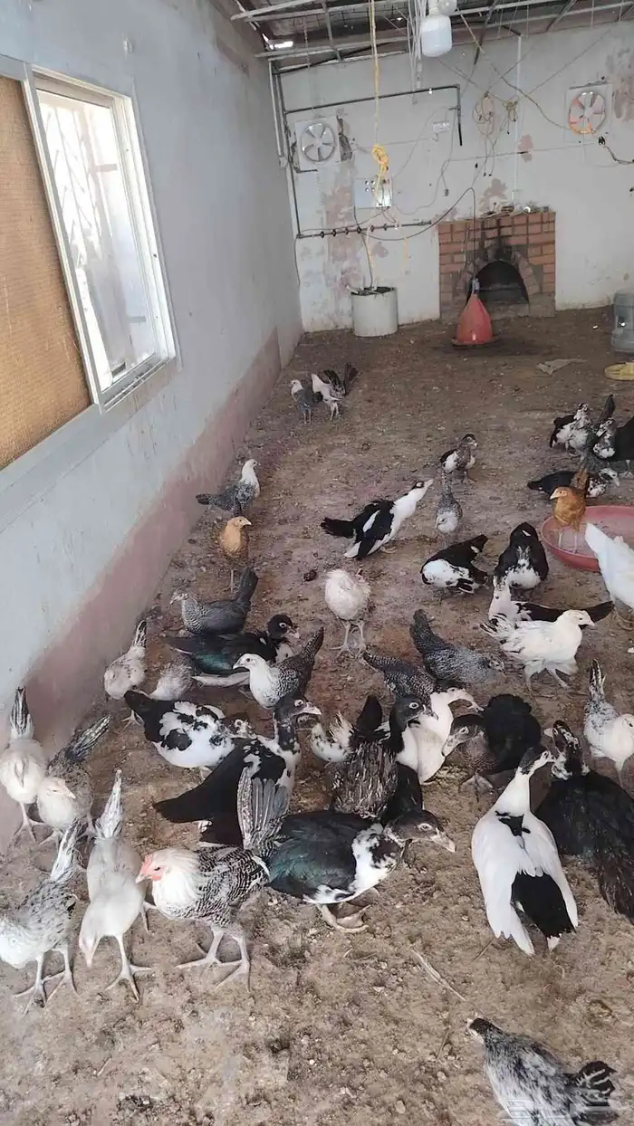 دجاح بلدي - دجاج فيومي 1