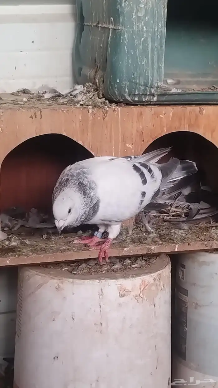 حمام فاخر مشكل 4