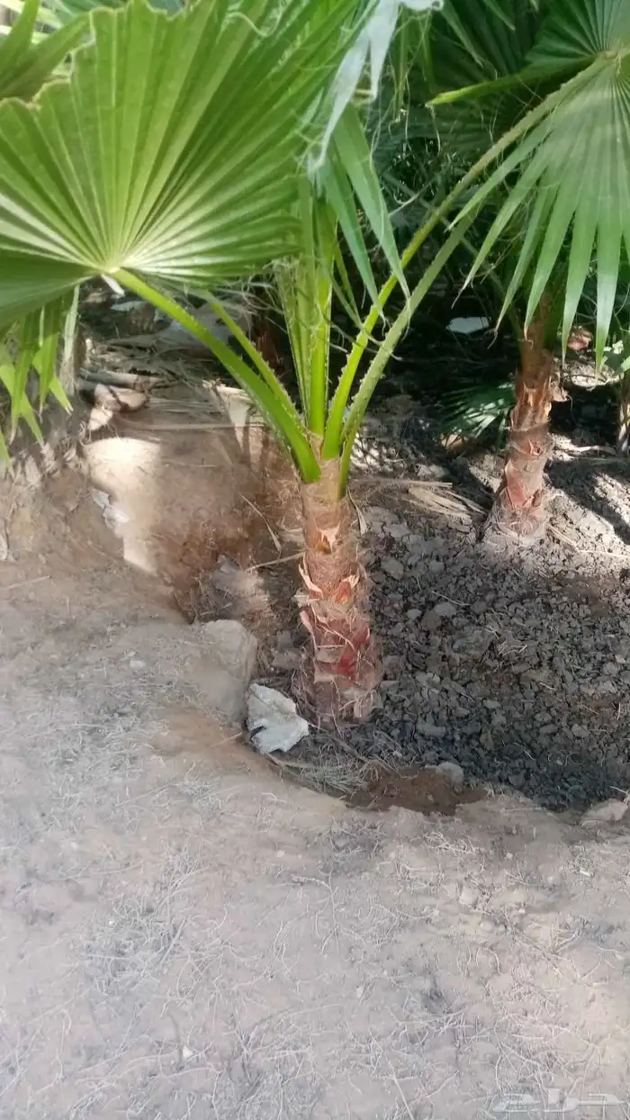 جميع انواع النخيل 0