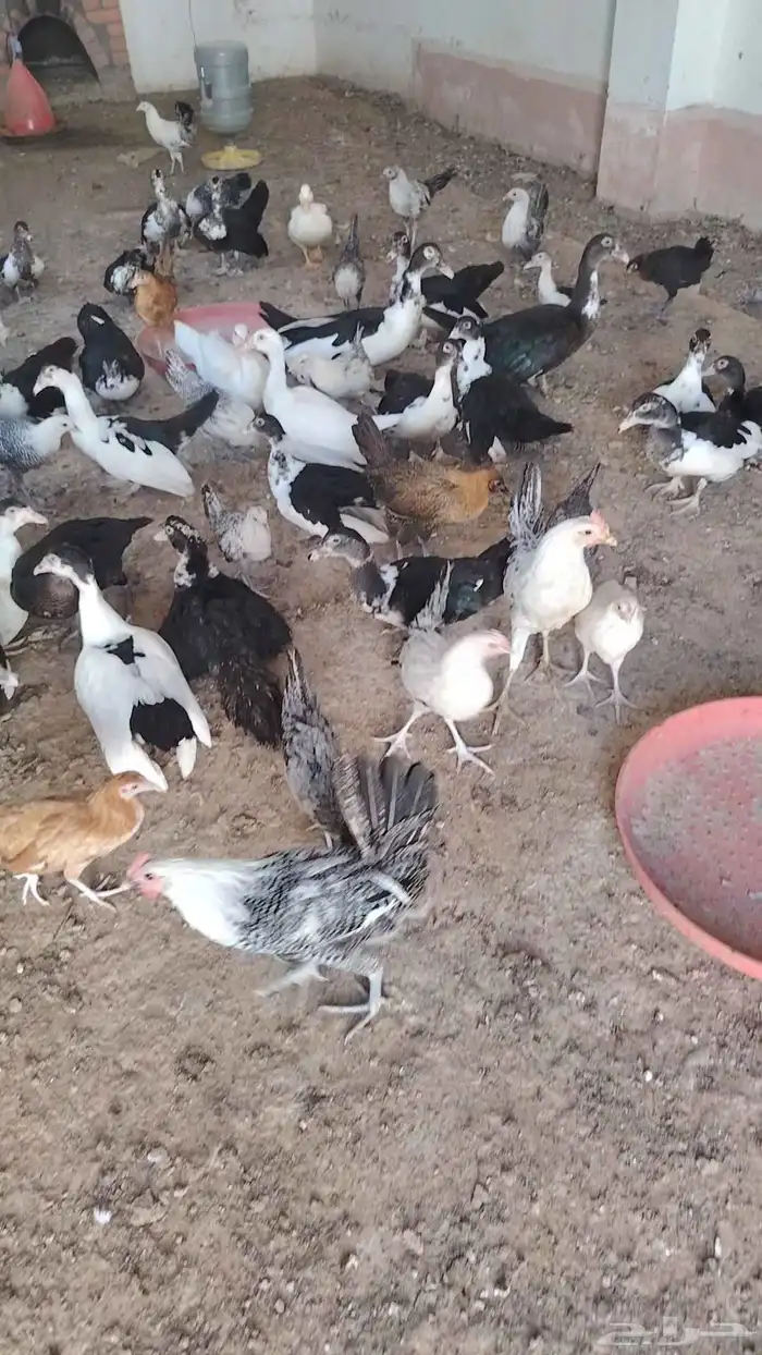 دجاح بلدي - دجاج فيومي 4