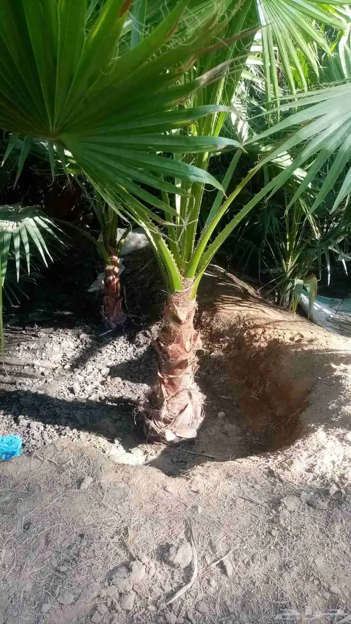 جميع انواع النخيل 3