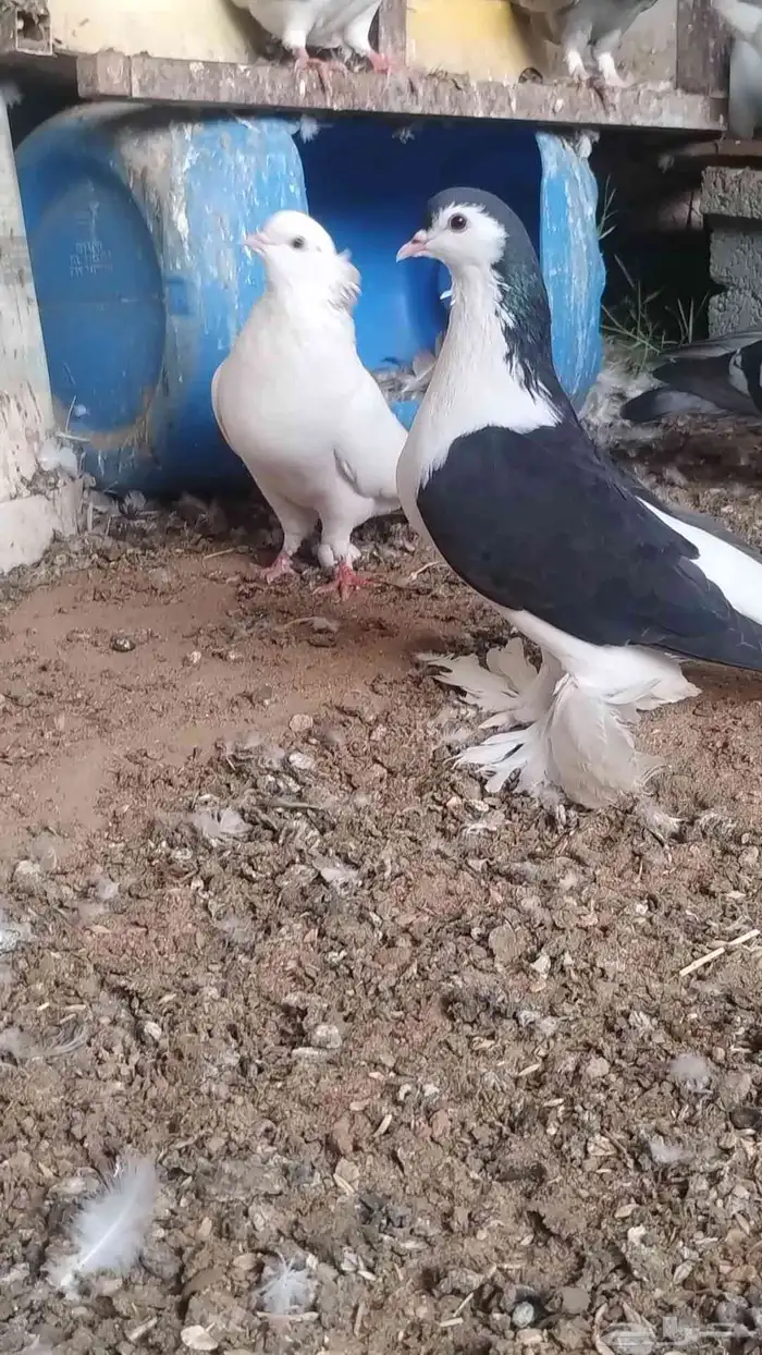 حمام فاخر مشكل 8