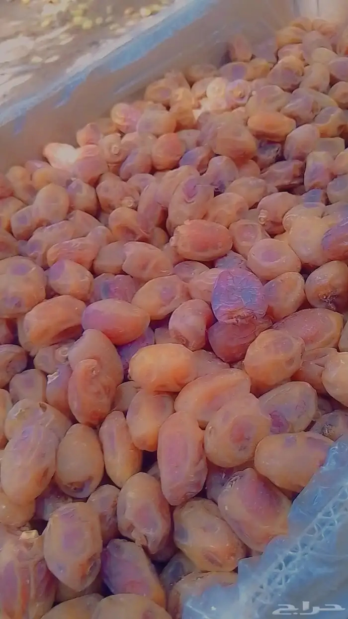 سلام عليكم اليوم عندنا اتمر حبه طيبة 0