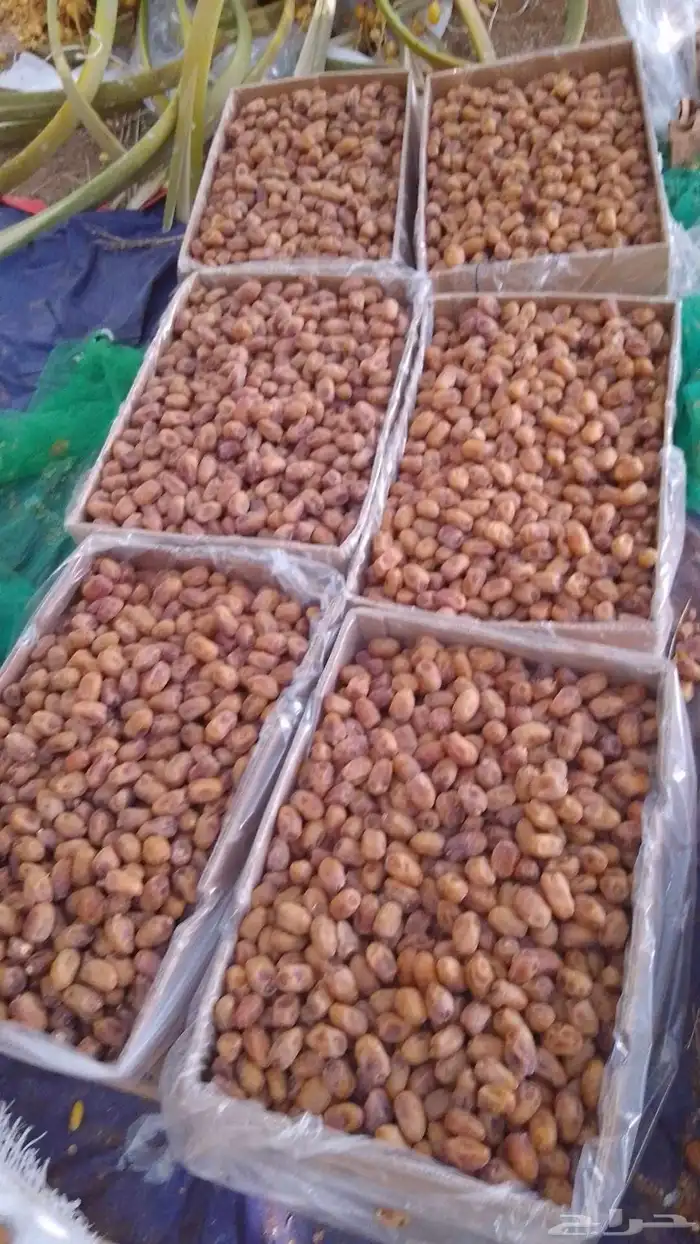 سلام عليكم اليوم عندنا اتمر حبه طيبة 1