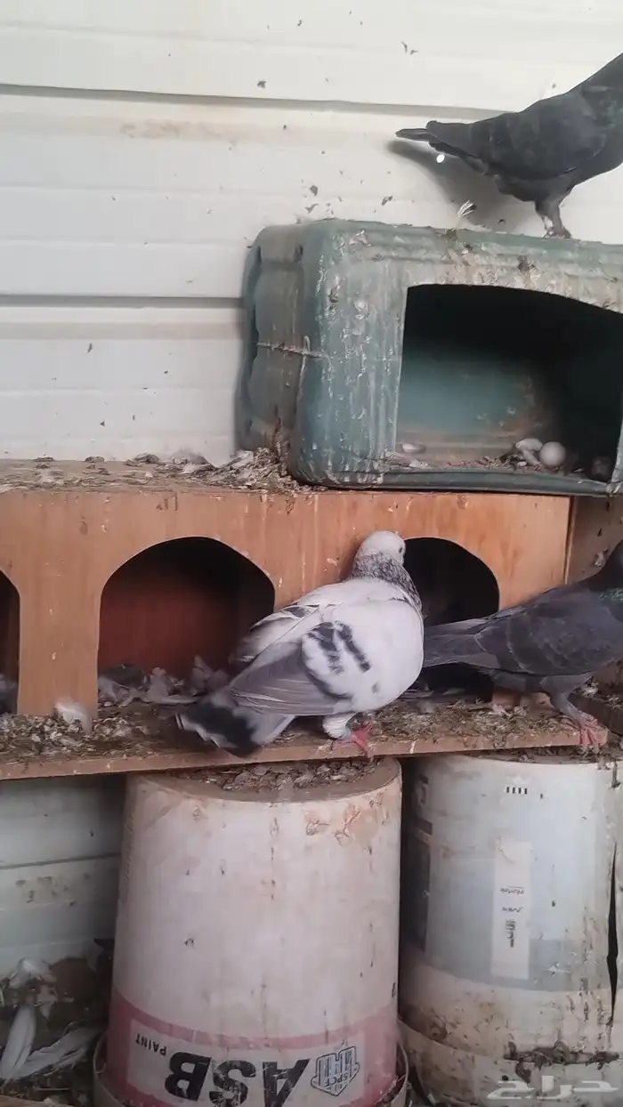 حمام فاخر مشكل 5