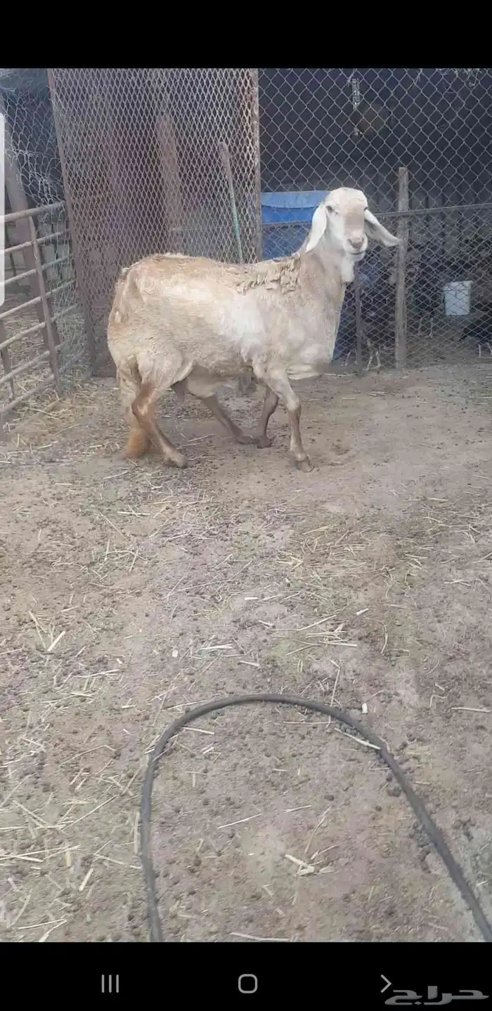 شاه سوكنيه 0