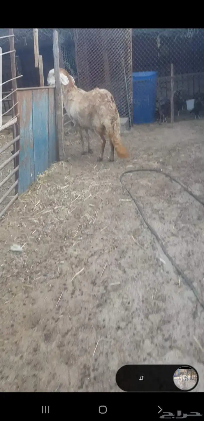 شاه سوكنيه 2