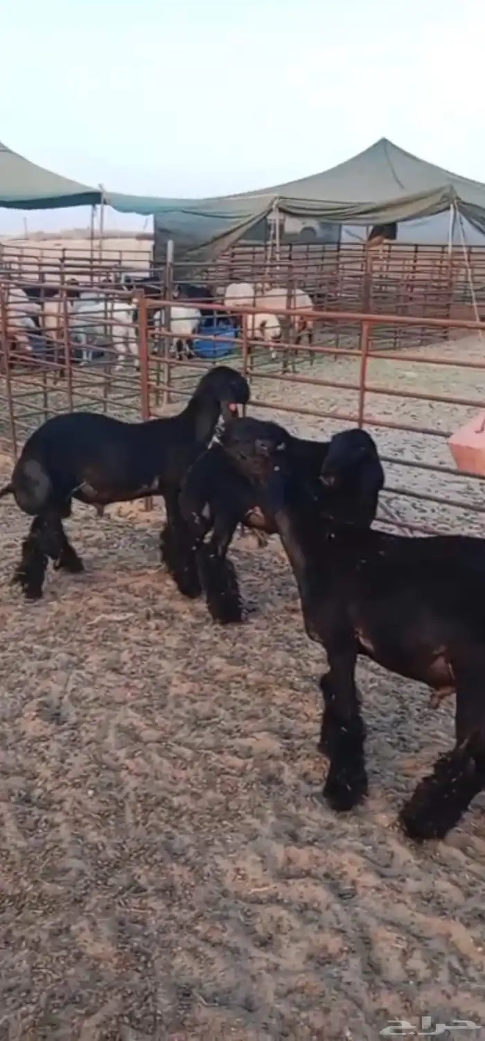 للبيع ثلاث مشاريع فحول عرب فاخرة 1