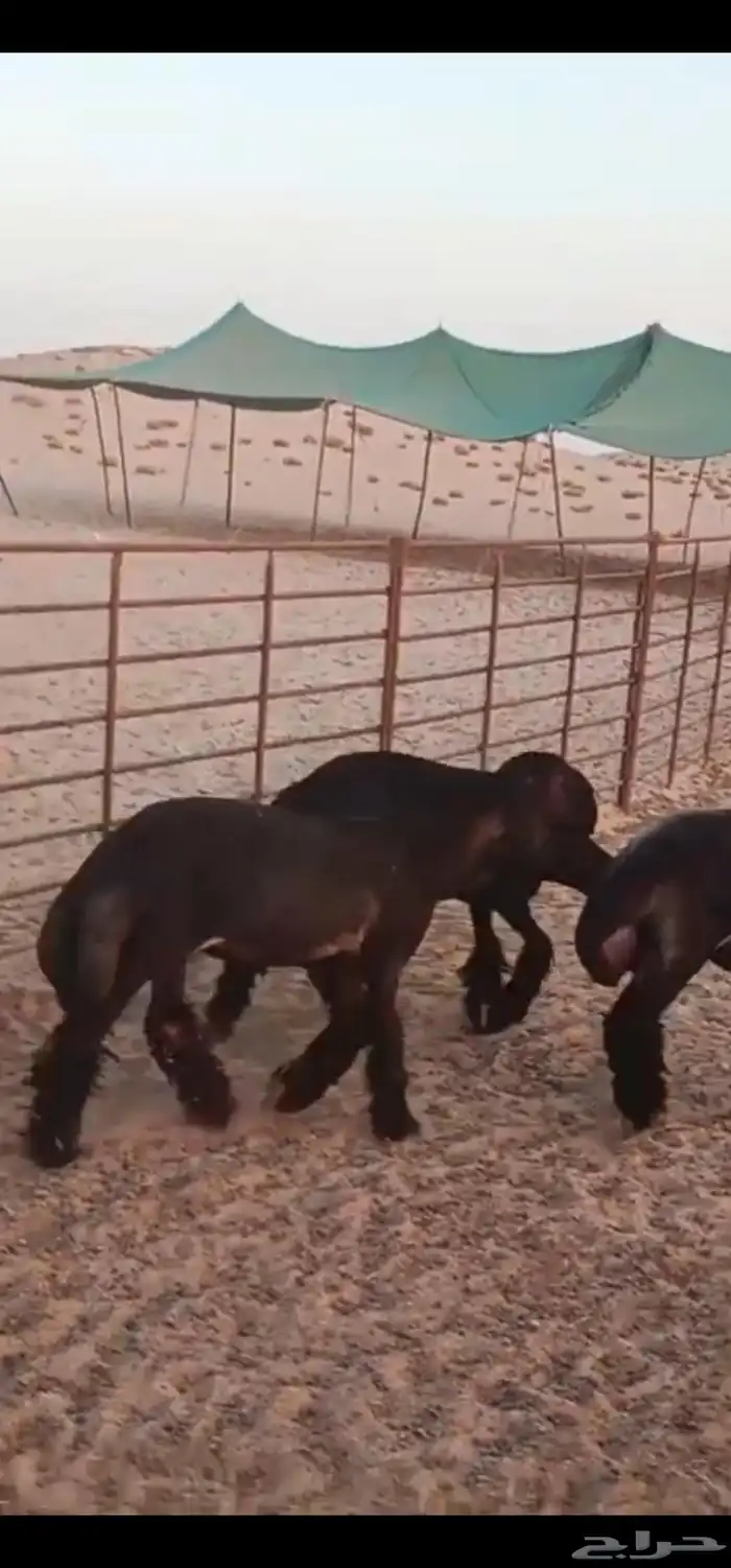 للبيع 3 رخال عرب فاخره صنف 2