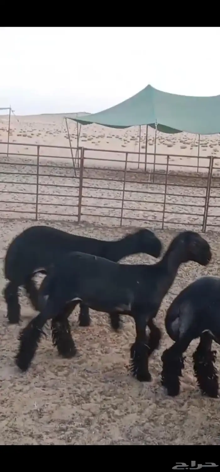 للبيع 3 رخال عرب فاخره صنف 0