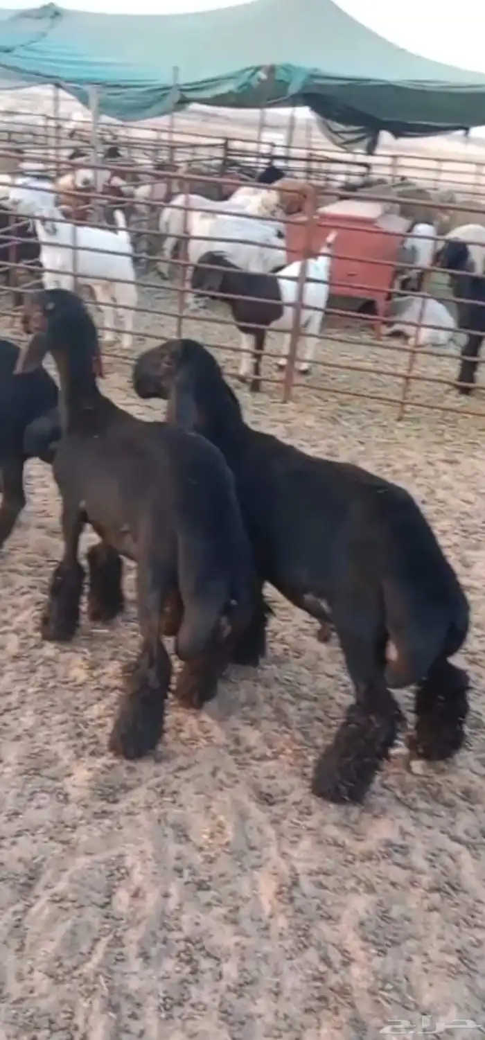 للبيع ثلاث مشاريع فحول عرب فاخرة 0