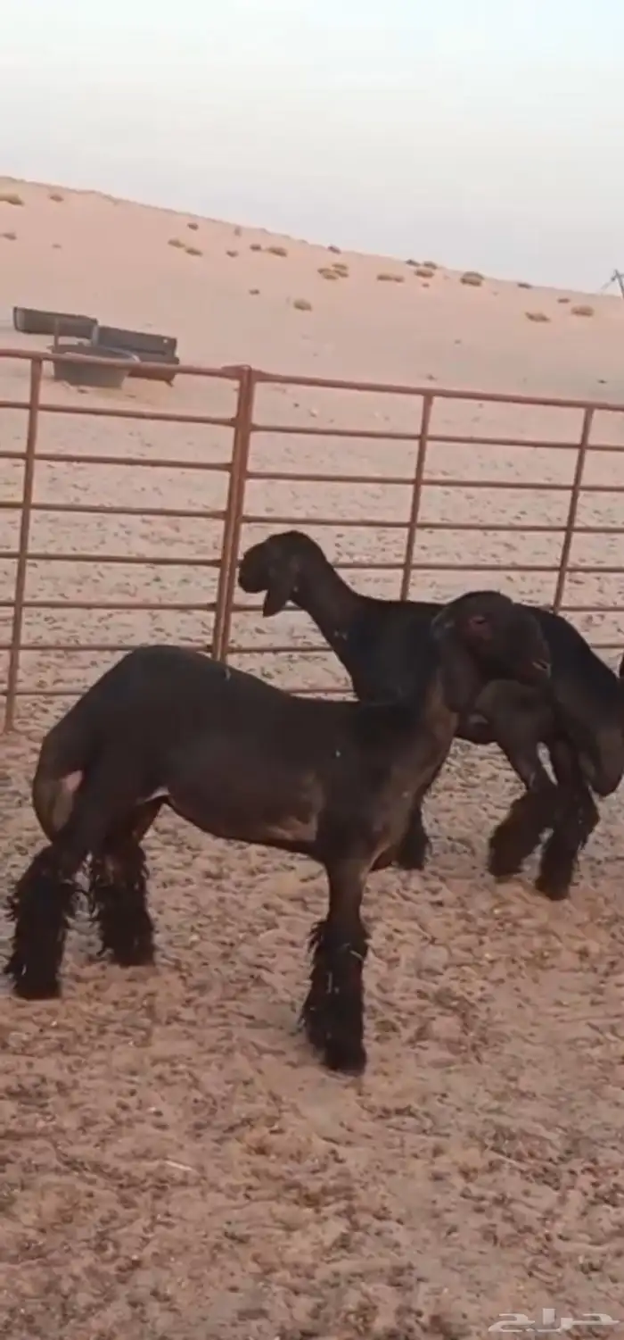 للبيع 3 رخال عرب فاخره صنف 1