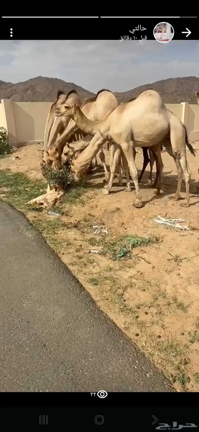 قعدان فل الفل للبيع 0