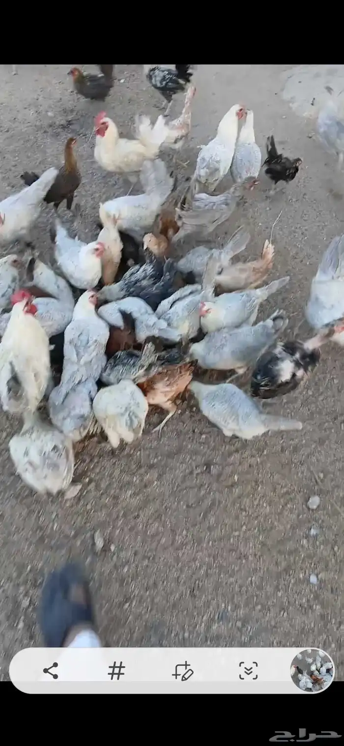 دجاج فيومي سلفر نادر 0