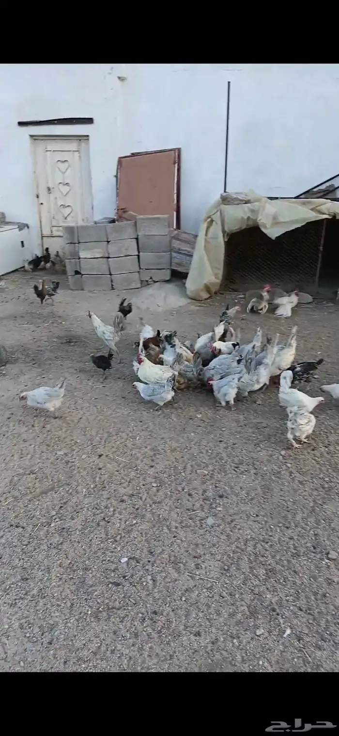 دجاج فيومي سلفر نادر 2