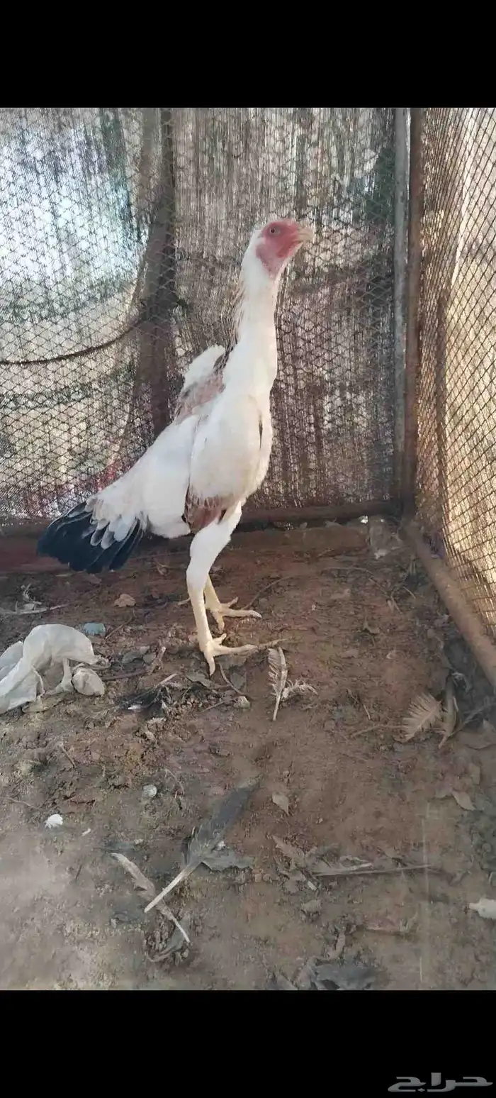 شامو ياباني 2