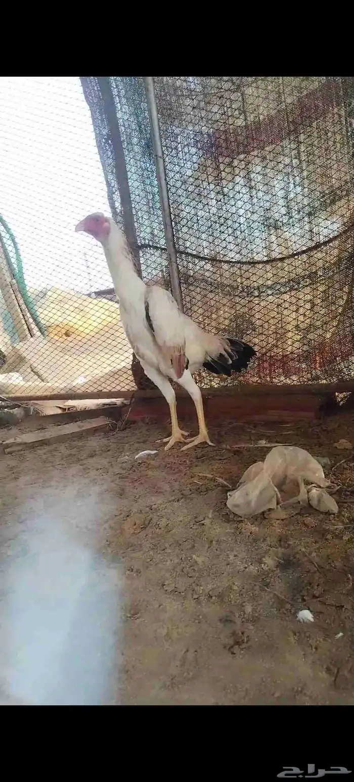 شامو ياباني 5