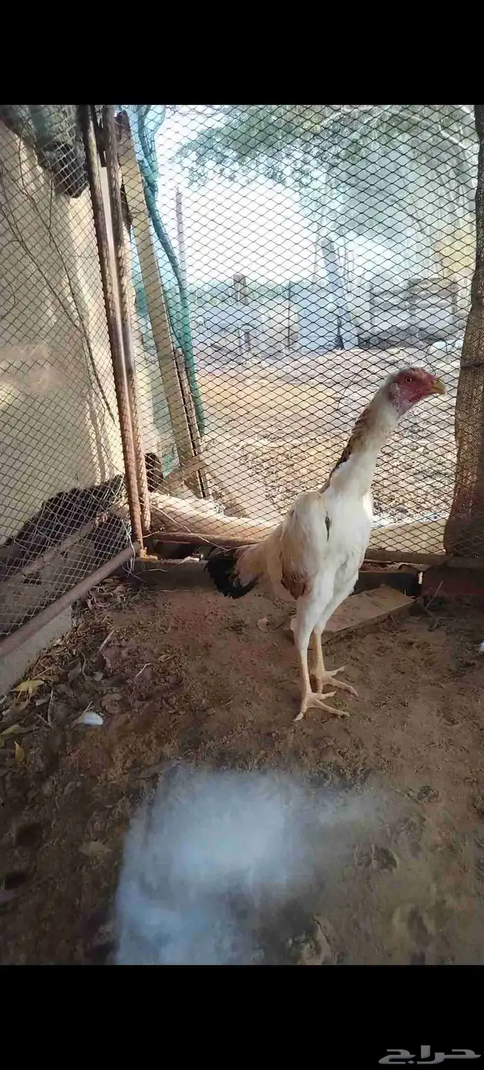 شامو ياباني 1