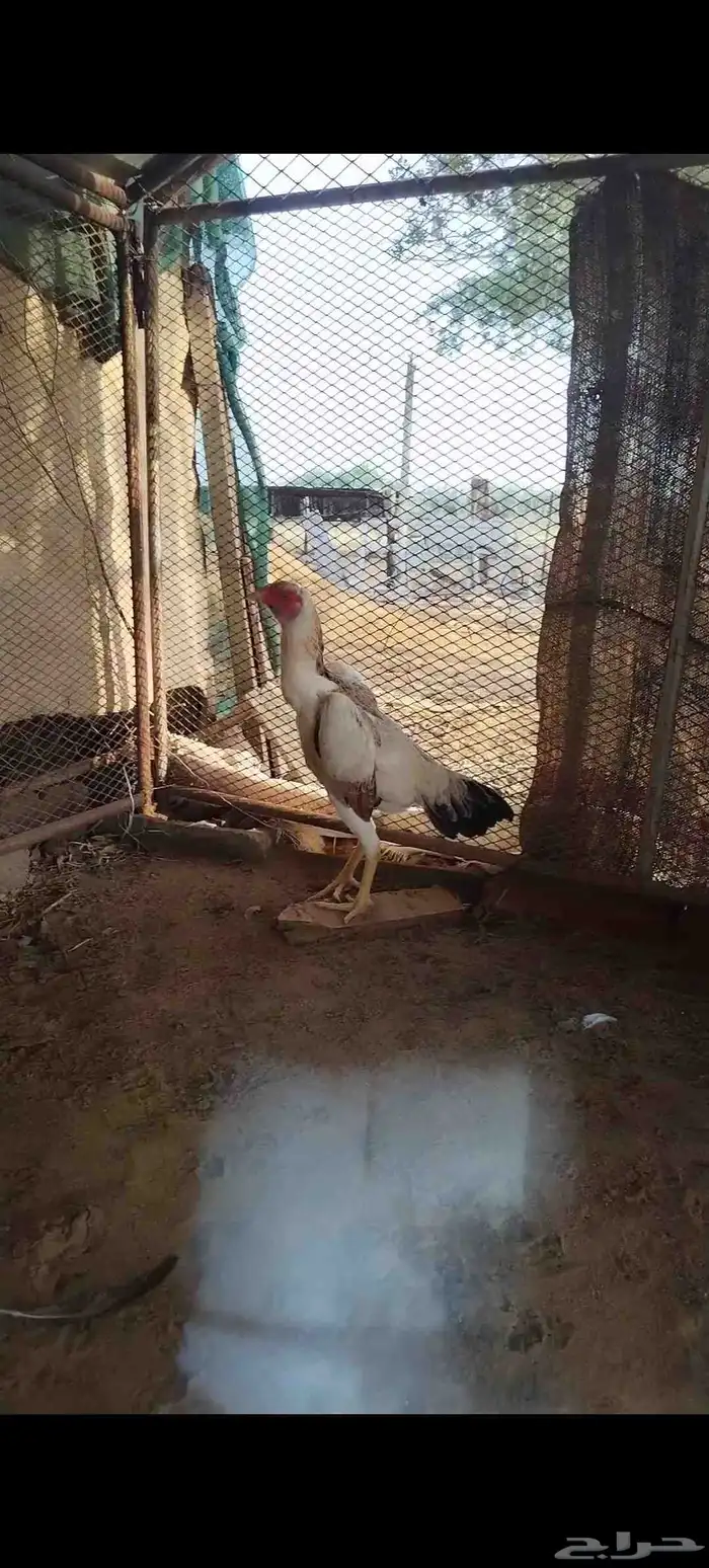 شامو ياباني 3