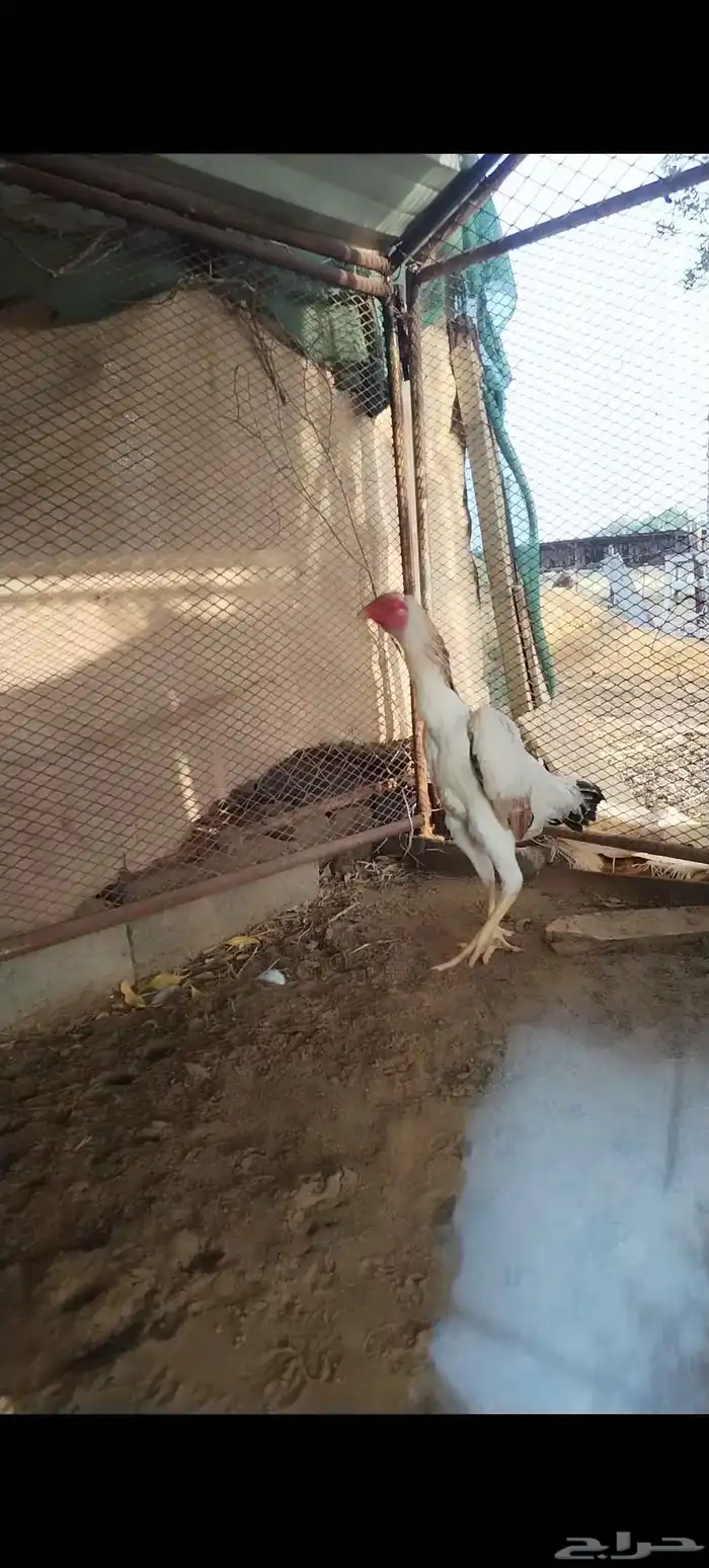 شامو ياباني 8