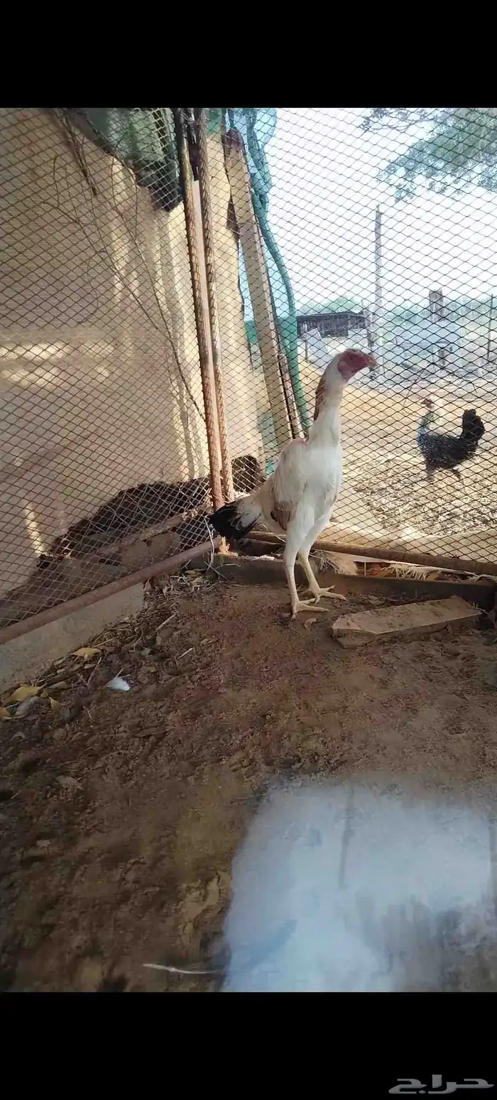 شامو ياباني 7