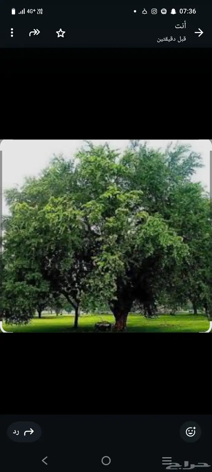 بذور اللوز الهندي 0