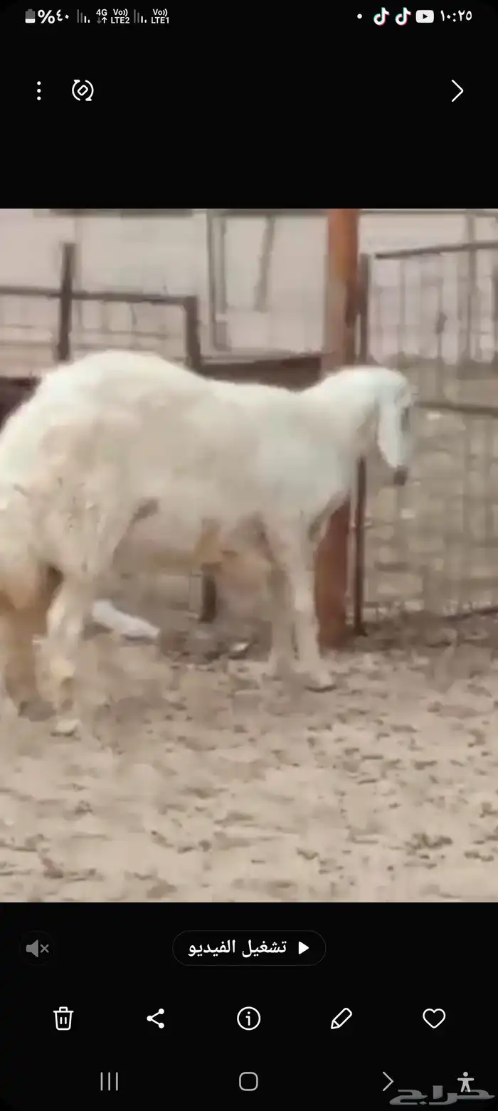 فحل حري مشروط صنف 1