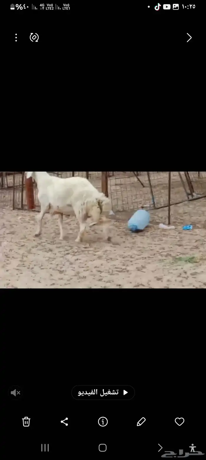 فحل حري مشروط صنف 2