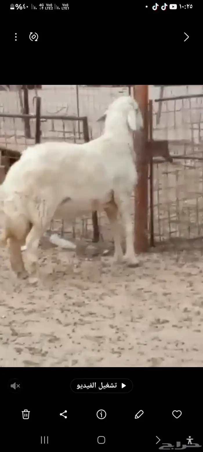 فحل حري مشروط صنف 0