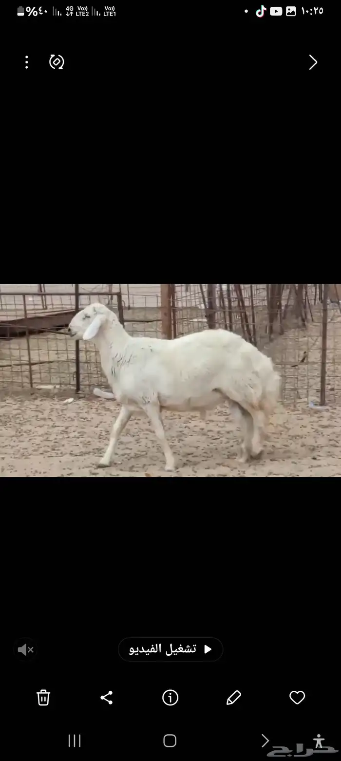 فحل حري مشروط صنف 3