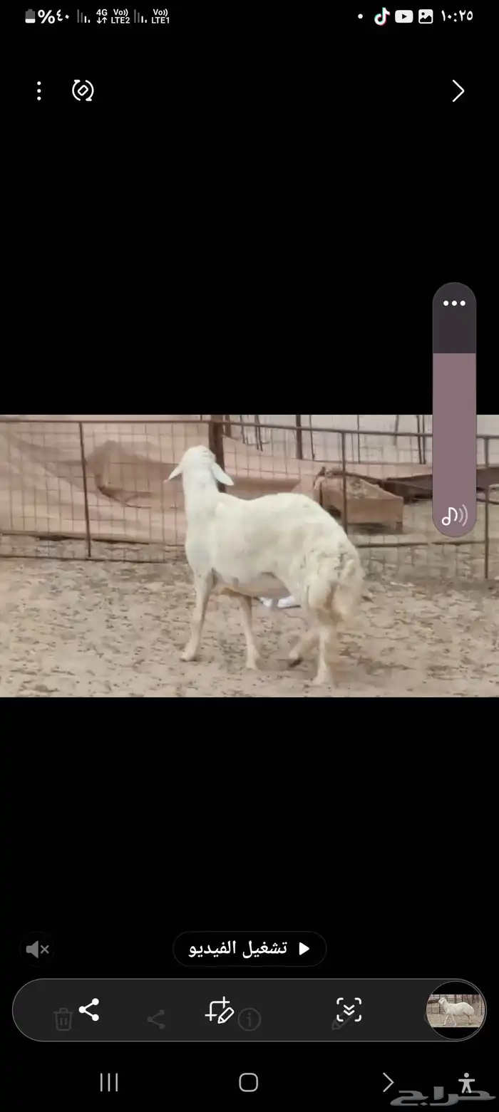 فحل حري مشروط صنف 4