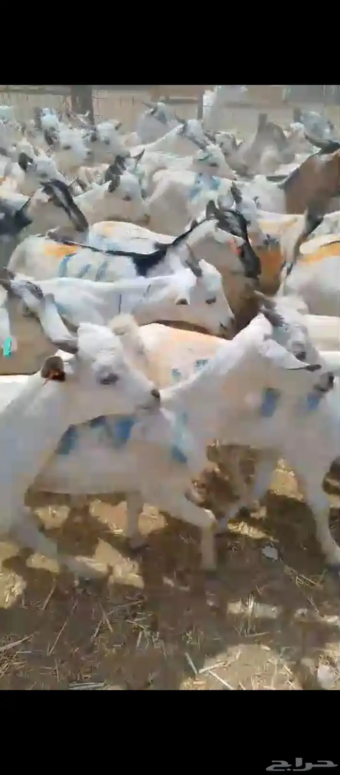 تيوس صومالية وسط و مرابي جملة السعر 3