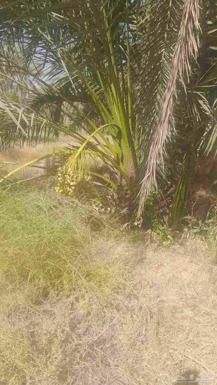 فسايل للبيع ب عيون الجواء وضواحيها 2