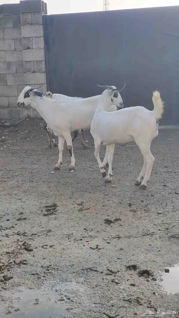 جفار بيشيات كحل مع مشروع فحل 6