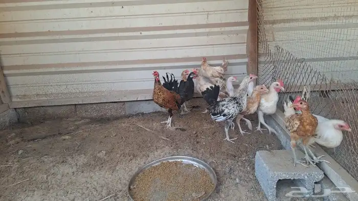 للبيع ديوك بلدي 4