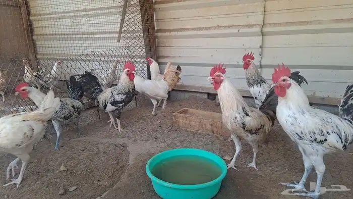 للبيع ديوك بلدي 0