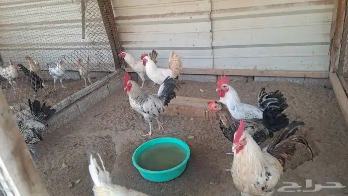 للبيع ديوك بلدي 1