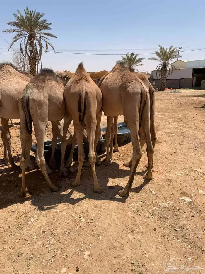 متوفر حلال ممتاز وجاهز للتربية او الذبح باسعار ممتااازة 0