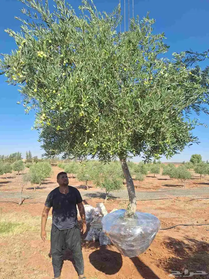 يوجد لدينا شجر الزيتون المعمر والمثمره مع التوصيل والزراعه 3