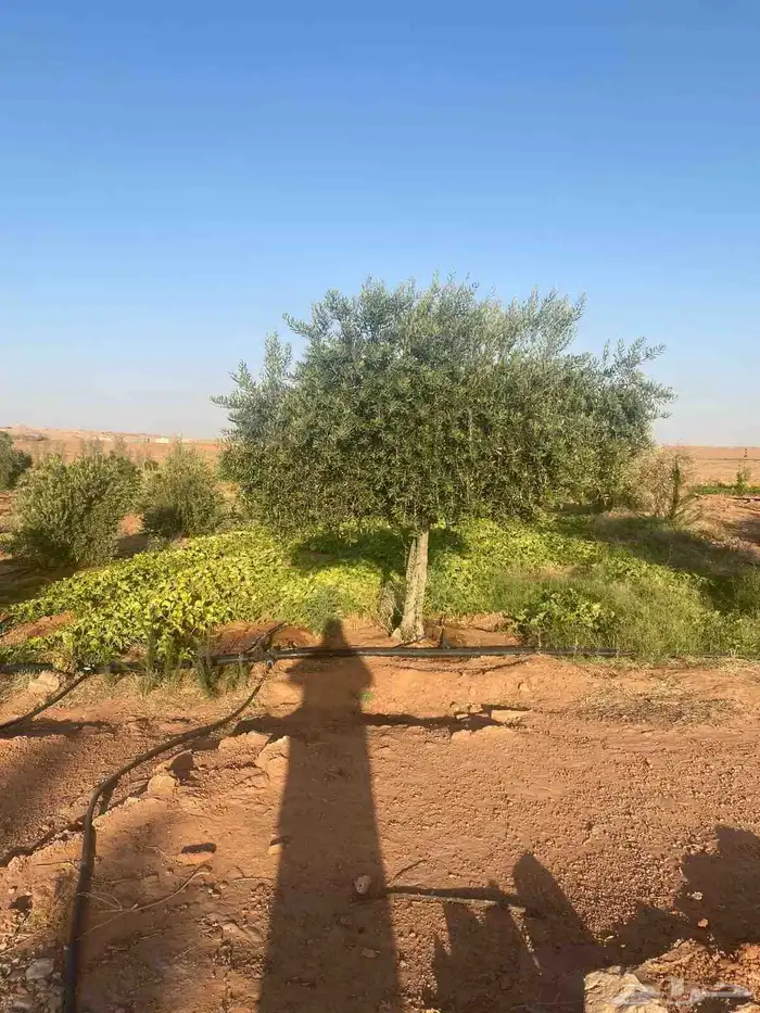 يوجد لدينا شجر الزيتون المعمر والمثمره مع التوصيل والزراعه 5