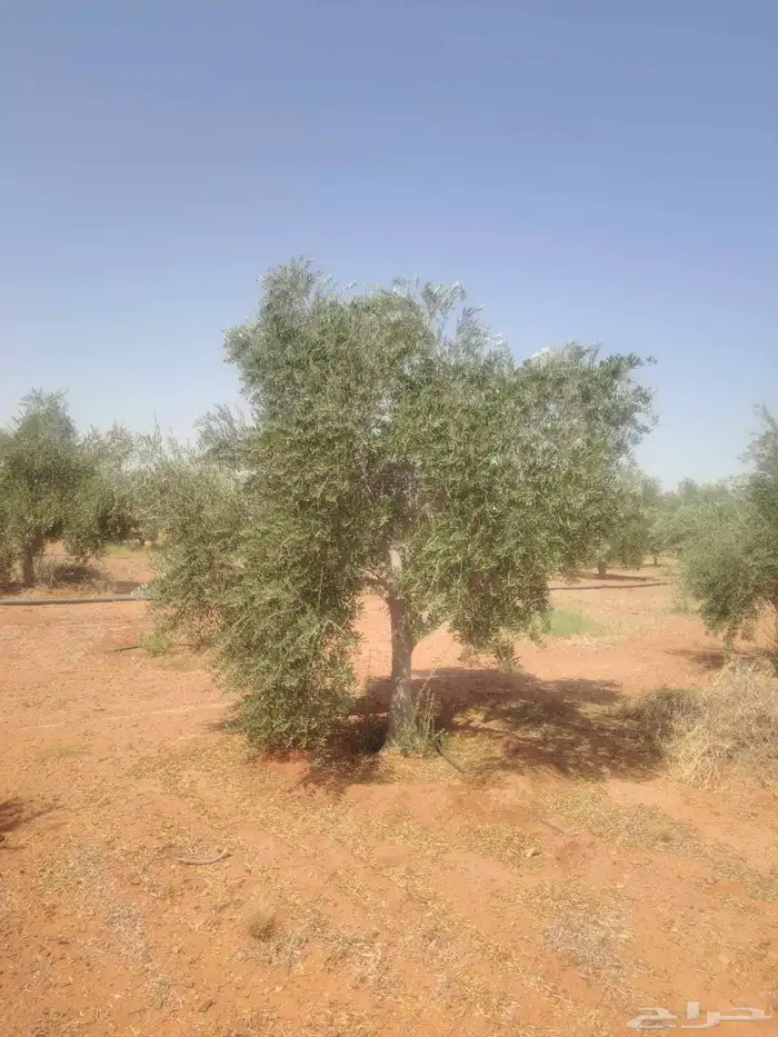 يوجد لدينا زيتون للبيع لتواصل 2